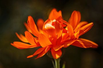 Oranje Bloem van Rob Boon