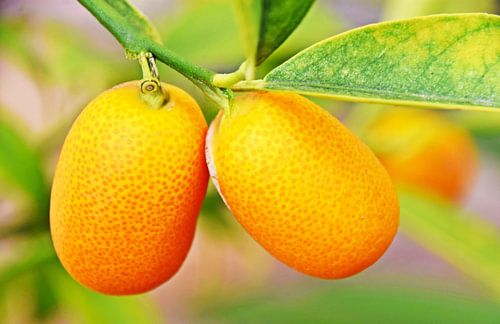 zwei orange Kumquats in meinem Garten