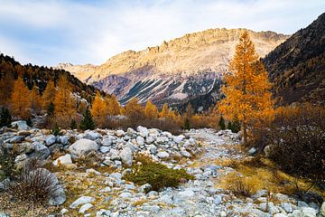 Herfst in Val Morteratsch van Daniela Beyer