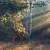 Zonnestralen in het bos bij Planken Wambuis van Sander Grefte