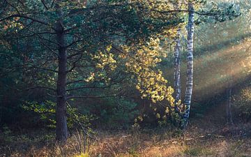 Zonnestralen in het bos bij Planken Wambuis van Sander Grefte