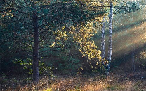 Rayons de soleil dans la forêt à Planken Wambuis