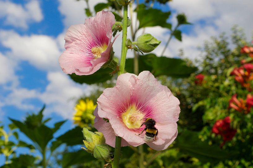 Stockrose mit Hummel von Berthold Werner