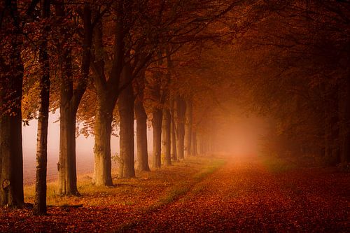 Dans la forêt. sur Ton Drijfhamer