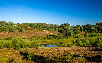 Glooiende Brunssummerheide In De Zomer