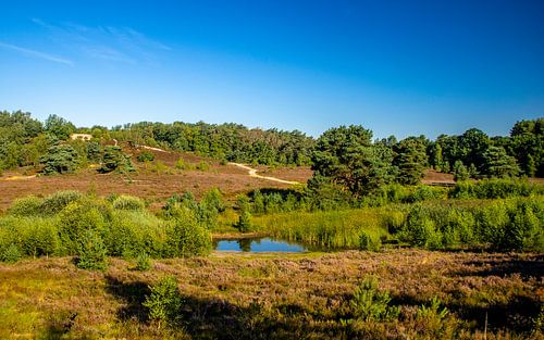 Glooiende Brunssummerheide In De Zomer