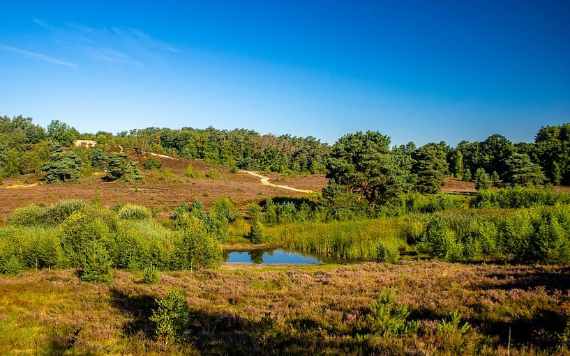 Hängende Brunssommerheide im Sommer von Ronald Massink