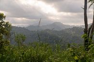 Uitzicht op oerwoud, Ambon, Molukken, Indonesië van Zero Ten Studio thumbnail