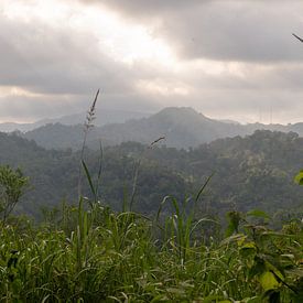 Uitzicht op oerwoud, Ambon, Molukken, Indonesië van Zero Ten Studio