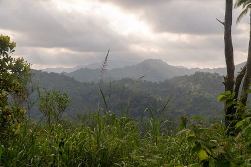 Uitzicht op oerwoud, Ambon, Molukken, Indonesië