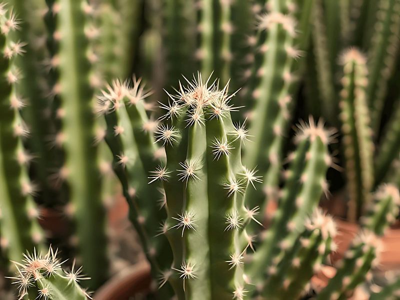 L'élégance du cactus par Stilbeeld Studio