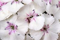 Witte hortensia