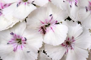 Witte hortensia