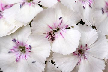 Witte hortensia van Jolanta Mayerberg