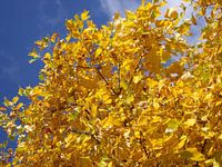 Herfstfoto met geel blad