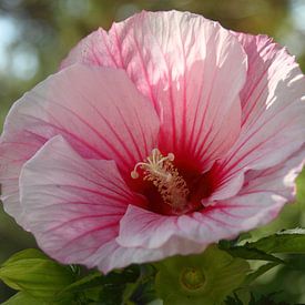 Hibiscus rose ou rose de Chine sur lieve maréchal