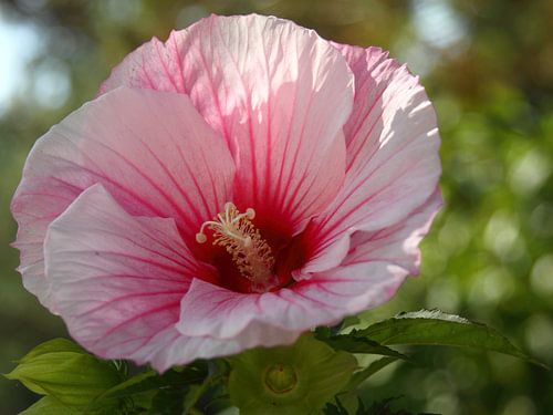 Hibiscus rose ou rose de Chine sur lieve maréchal