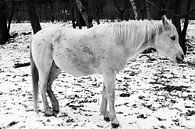 White Horse van Colin van der Bel thumbnail