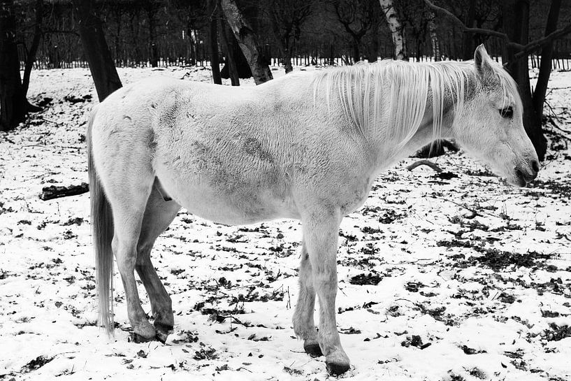 Weißes Pferd von Colin van der Bel