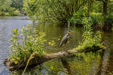 Grey heron by Peter Leenen