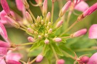 Bloem
