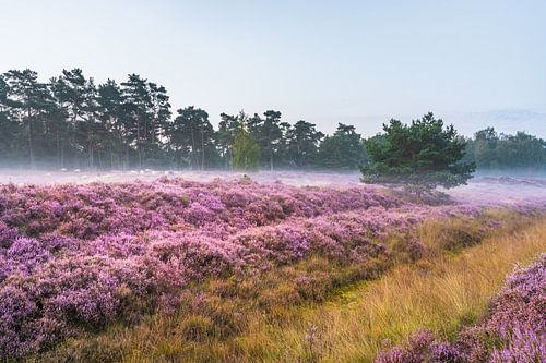 Schapen op een miste heide