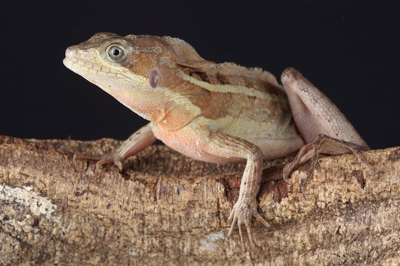 Basilic casqué (Basiliscus basiliscus) par Ronald Pol
