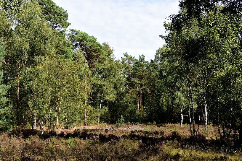 Een kleine heideveld in het bos van Gerard de Zwaan