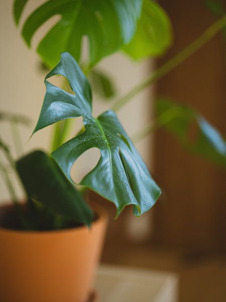 Monstera by Hello Pompoyo
