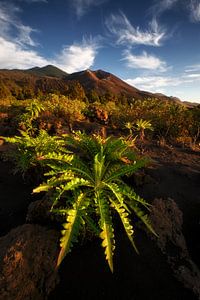 La Palma