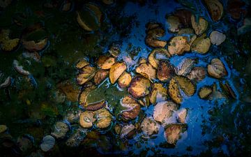 Autumn leaves floating on water 5 by Reinder Tasma