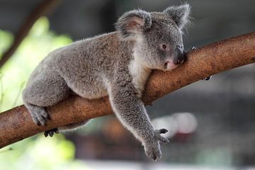 Koala (Phascolarctos cinereus) van Dirk Rüter