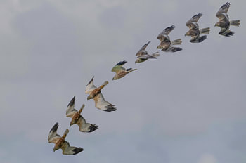 Bruine kiekendief balts 'art of flight'