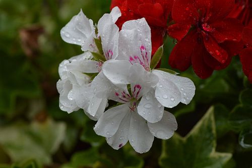 géranium blanc