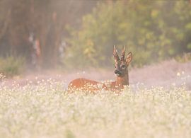 Neblige Vormittage von Anna Stelloo