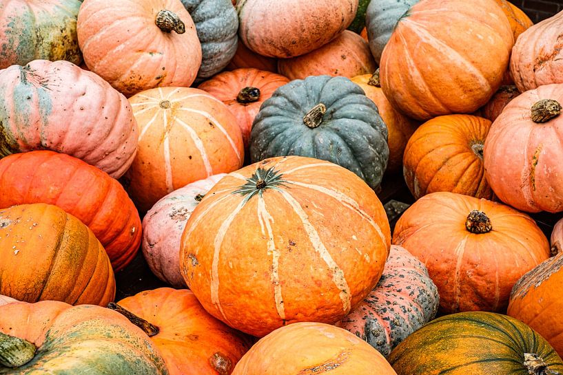 Photo of pile of pumpkins by Jack Tummers