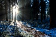 Sonnenuntergang verschneite Wälder von Marcel Kerdijk Miniaturansicht