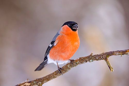 The Northern Bullfinch, Pyrrhula pyrrhula (Bullfinch)