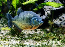 Underwater photograph of a piranha by ManfredFotos