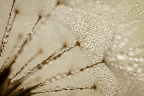 Nuances de brun : Duvet transparent avec gouttelettes d'eau
