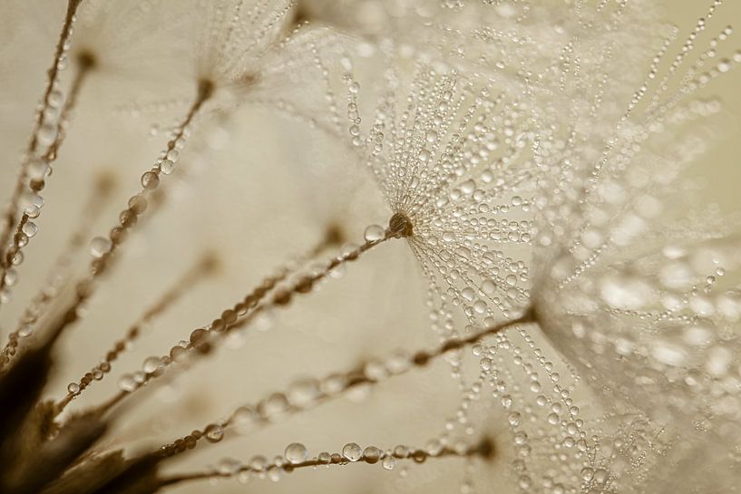 Shades of brown: See-through fluff with water droplets by Marjolijn van den Berg