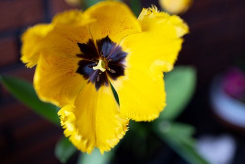 De eerste bloemen in de tuin in het Emsland