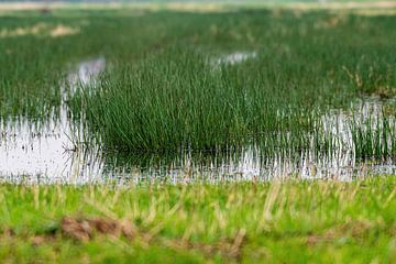 Gras in het water van Merijn Loch
