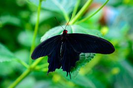 vlinder 3 by Jurgen den Uijl