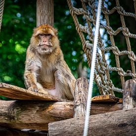 The Barbary Macaque by Denise Vlieland