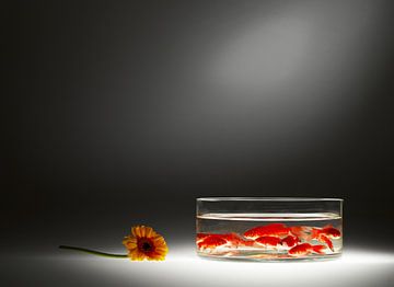 Goudvissen in aquarium van Dina-Artphoto