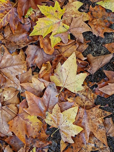 Feuilles d'automne 2 par Dorothy Berry-Lound