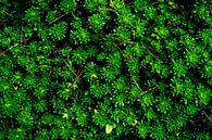 A Green Succulent Carpet van Arc One thumbnail