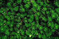 A Green Succulent Carpet