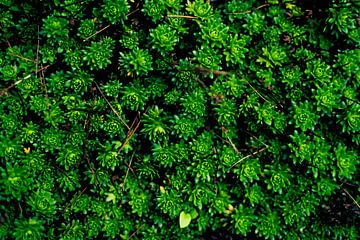 A Green Succulent Carpet sur Arc One